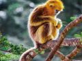                                     golden snub nosed monkeys     shennongjia scenic area