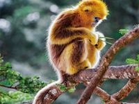                                     golden snub nosed monkeys     shennongjia scenic area