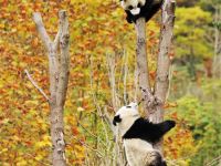                            china   s national treasure     giant pandas